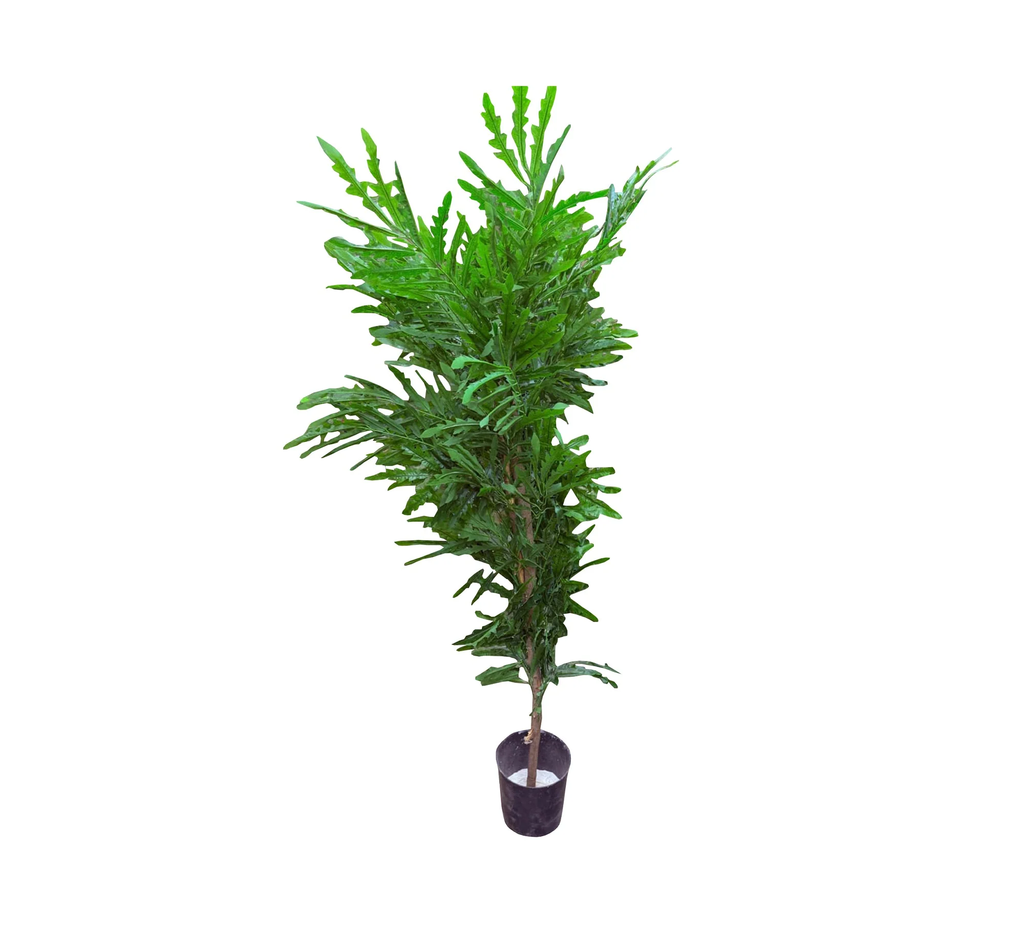 صورة المنتج 2